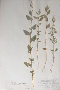 herbarium sheet of K